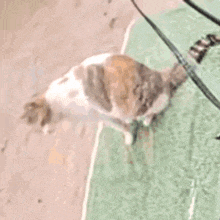 a cat is walking on a leash on a green mat