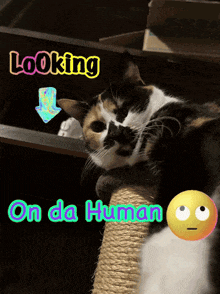 a calico cat is laying on a scratching post with the words " looking on da human " below it