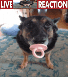 Live Dog Reaction GIF