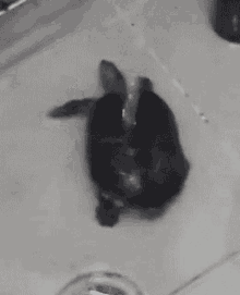 Turtle Water GIF - Turtle Water Faucet GIFs