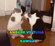 Canberk Vs Tuna GIF - Canberk Vs Tuna GIFs