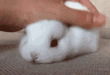 可愛い動物 ウサギ　なでなで　よしよし　元気出して GIF - Cute Animal Rabbit Nadenade GIFs