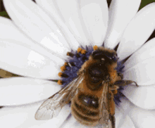 Bees Pollinator GIF