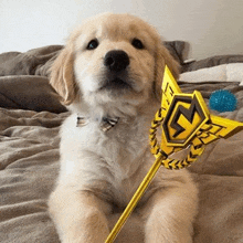 a golden retriever puppy is sitting on a bed holding a toy .