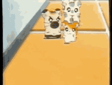 three hamsters are running on a track and one of them has the letter p on its face