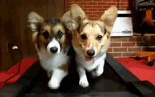 Workout GIF - Dogs Corgi Treadmill GIFs