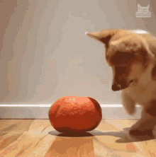 Playing Dog Excited GIF