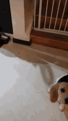 Funny Animals Beagle GIF - Funny Animals Beagle Spin GIFs
