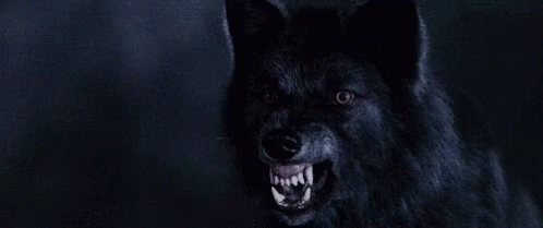 snarling wolf gif