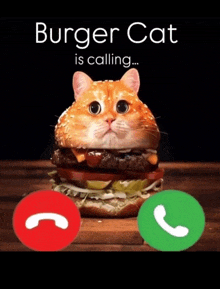 a cat that looks like a hamburger is talking on a cell phone