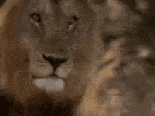 Lion Wild Animal GIF
