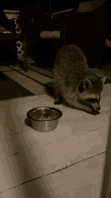 Raccoon Sneaky GIF - Raccoon Sneaky Trash Panda GIFs
