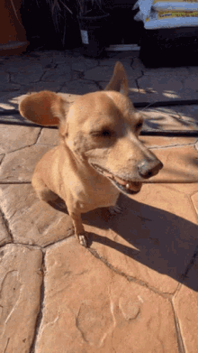 a small dog is sitting on a tiled floor with a bag of soil in the background