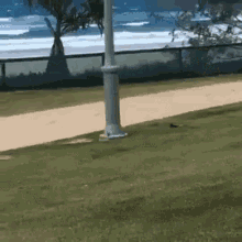 Excited Yay GIF - Excited Yay Dogs GIFs