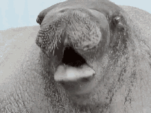 oh boy walrus excited disturbing