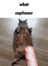 a cat is laying on the floor next to a sausage and a ball and the caption reads what captioner
