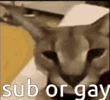 Sub Or You Will Fall Into My Gay Trap GIF - Sub Or You Will Fall Into My Gay Trap GIFs