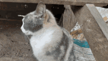 Cat Meow Meow GIF - Cat Meow Meow Anime GIFs