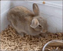 Bunny Cute GIF - Bunny Cute Furry GIFs
