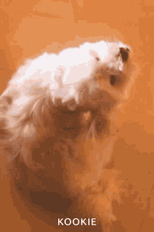 Kookie Itch GIF - Kookie Itch Dog GIFs