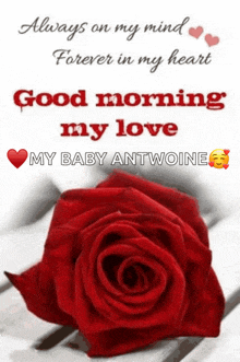 a red rose with the words " always on my mind forever in my heart good morning my love my baby antwoine " on it
