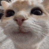 a close up of a cat 's face with a blurry background looking at the camera .