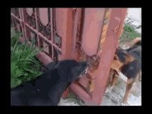 Internet Fights In A Nutshell GIF - Dogs Barking Fence GIFs