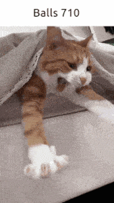 an orange and white cat laying under a blanket with the words balls 710 below it