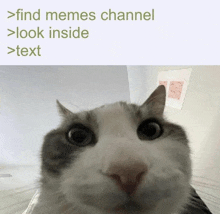 Memes Channel Discord GIF - Memes Channel Discord GIFs