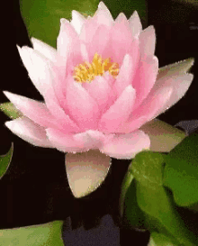 लोटस , कमल फूल , Lotus, Flower, Beautifulflower GIF - लोटस कमल फूल GIFs