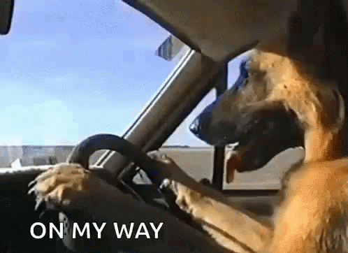 Funny Animals Dogs GIF - Funny Animals Dogs Dog Driving - Discover & Share  GIFs
