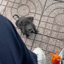 a small black puppy is sitting on a tiled floor looking at the camera