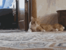 Walk Away GIF - Cat Fuck This Nevermind GIFs