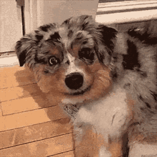 Smiling Doggy GIF - Smiling Doggy Happy GIFs