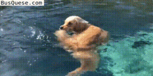 Dog Therapy Swimming GIF - Dog Therapy Swimming At Last GIFs
