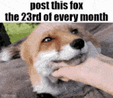 a person is petting a fox with the words post this fox the 23rd of every month
