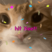 Cat Silly Cat GIF - Cat Silly Cat Silly Car GIFs