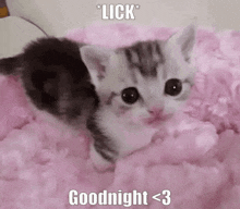 Lick Cute GIF - Lick Cute Cat GIFs