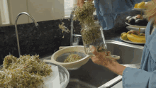 Sprout GIF - Sprout GIFs