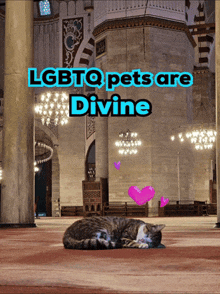 lgbtq pets are divine written above a cat laying on the floor