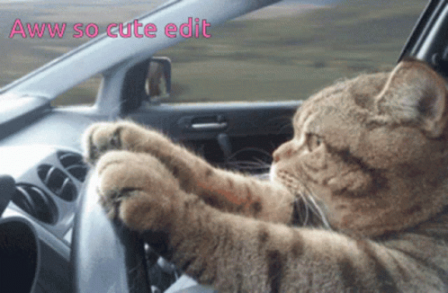 Cat Funny Cats GIF - Cat Funny Cats GIFs