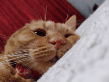 Blushed Tiered GIF - Blushed Tiered Sleepy Cat GIFs