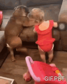 gif pet dog cute baby cant get up