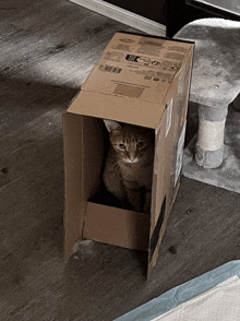 Cat Box GIF - Cat Box GIFs