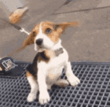 GIF