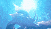 a dolphin is swimming in the ocean with the sun shining on it