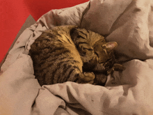 two cats are curled up on a bed with a red background