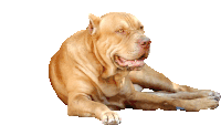 Pitbull Dog Sticker - Pitbull Dog Stickers