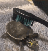a turtle is being brushed with a black toothbrush