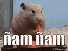 hamster yum yum raton gloton comiendo